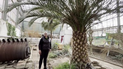В оранжереї в Умані ростуть дерева з часів графа Потоцького