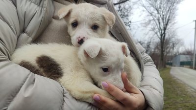 собаки собаки