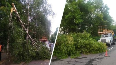 Негода на Харківщині: у Лозовій впали понад 20 дерев