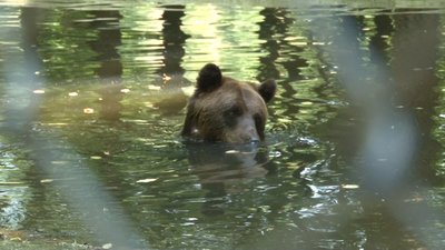 Морозиво для ведмедів. Через спеку у притулку на Львівщині готують холодні десерти Морозиво для ведмедів. Через спеку у притулку на Львівщині готують холодні десерти