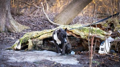 Собака ДСНС біля водойми в Шевченківському районі Харкова, де загинули діти, 12 березня 2026 року