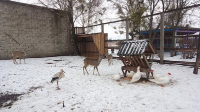 Косулі разом із птахами: на Рівненщині функціонує пришкільний мінізоопарк Косулі разом із птахами: на Рівненщині функціонує пришкільний мінізоопарк