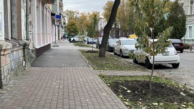 Висадка дерев у Полтаві: які саме садять комунальники 2023-го року