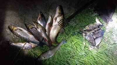 Збитки понад дві тисячі гривень. На Ужгородщині затримали чоловіка, який ловив червонокнижну рибу