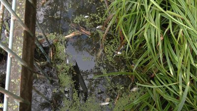 У хмельницькій водоймі зафіксували мор риби. Ймовірна причина — скидання нечистот У хмельницькій водоймі зафіксували мор риби. Ймовірна причина — скидання нечистот