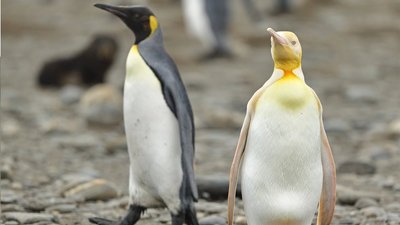 Жовтий пінгвін. Бельгійський фотограф знайшов унікального птаха Жовтий пінгвін. Бельгійський фотограф знайшов унікального птаха