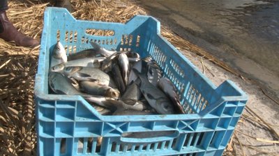 Шість тонн товстолоба випустили у черкаське Дніпро Шість тонн товстолоба випустили у черкаське Дніпро