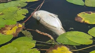 В акваторії річки Південиий Буг зафіксовано замор риби В акваторії річки Південиий Буг зафіксовано замор риби