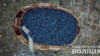 Зі зони ЧАЕС намагались вивезти понад 300 кілограмів радіоактивних ягід і грибів - поліція