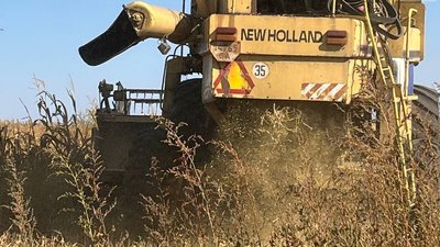 Зберуть достатньо, але продавати невигідно: як на Черкащині вирощують сою у 2023 році