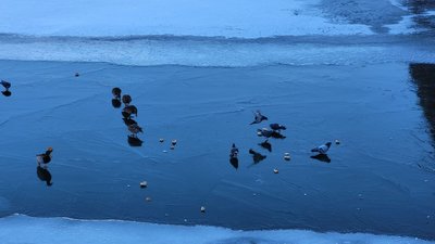 Сніг, ожеледиця, пориви вітру. Прогноз погоди у Харкові та області 15-17 січня Сніг, ожеледиця, пориви вітру. Прогноз погоди у Харкові та області 15-17 січня