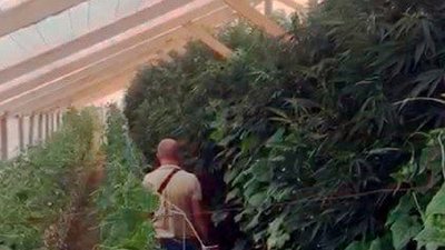 Вирощував коноплю серед огірків: на Херсонщині затримали наркоділка