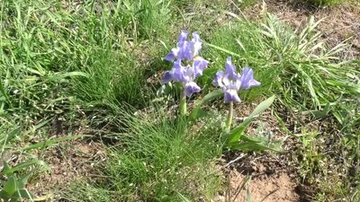 На Станіславських скелях на Херсонщині зацвіли іриси На Станіславських скелях на Херсонщині зацвіли іриси