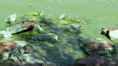 Фахівці розповіли, чому цвіте вода в Бузькому лимані на Миколаївщині