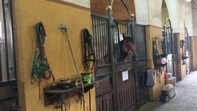Коні в конюшні Коні в конюшні