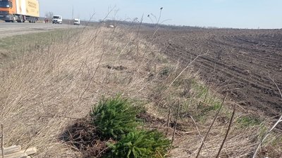 На Тернопільщині обабіч доріг висадили майже шістсот дерев На Тернопільщині обабіч доріг висадили майже шістсот дерев