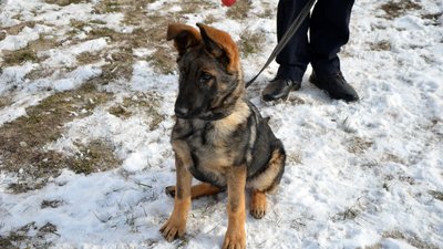 У Житомирський кінологічний центр привезли 3-х цуциків. Для майбутньої служби у поліції У Житомирський кінологічний центр привезли 3-х цуциків. Для майбутньої служби у поліції