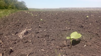 Виконали роботи на майже половині земель: як проходить посівна на Криворіжжі
