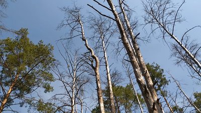 Уражені верхівковим короїдом змертвілі сосни можуть впасти будь – якої хвилини, кажуть лісівники Уражені верхівковим короїдом змертвілі сосни можуть впасти будь – якої хвилини, кажуть лісівники