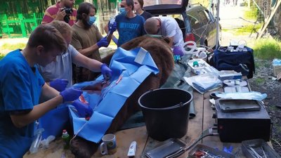 Франківські ветеринари лікували ведмедів на Закарпатті