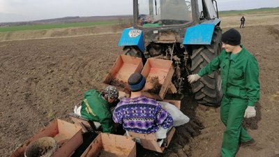 Замість вирубаних дерев – дуби. У Кропивницькому районі засаджують пустирі