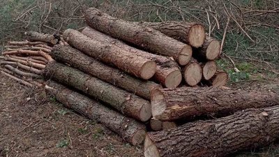 Вирубка понад 250 сосен на Рівненщині