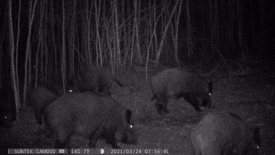 В лісах Житомирщини на порушників чатують фотопастки