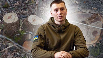 дерево, закон, зрізання, спилювання