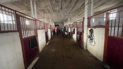 Знімають емоційне та психологічне навантаження. У Миколаєві готують коней для роботи з вершниками Знімають емоційне та психологічне навантаження. У Миколаєві готують коней для роботи з вершниками