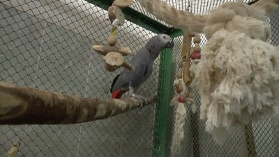 Хамелеони, ящірки та птахи. Миколаївці віддають своїх улюбленців до зоопарку Хамелеони, ящірки та птахи. Миколаївці віддають своїх улюбленців до зоопарку