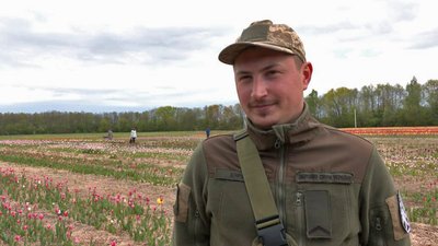 35 км від Луцька: на Волині стартував фестиваль тюльпанів "Волинська Голландія" 35 км від Луцька: на Волині стартував фестиваль тюльпанів "Волинська Голландія"