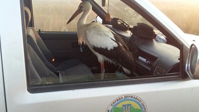 Історія сліпого лелеки Робінзона, який майже рік живе в Нацпарку на Одещині Історія сліпого лелеки Робінзона, який майже рік живе в Нацпарку на Одещині