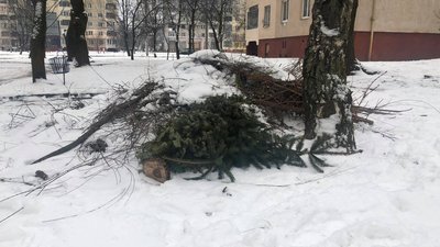 У Львові почали приймати використані ялинки У Львові почали приймати використані ялинки