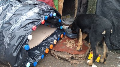 Для безпритульних тварин у Луцьку встановлюють будиночки із пластикових пляшок Для безпритульних тварин у Луцьку встановлюють будиночки із пластикових пляшок