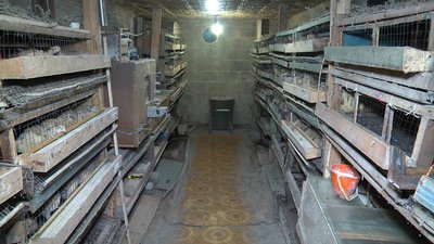 Вік — не перешкода: пенсіонер з Рубіжного грає в театрі та розводить перепілок Вік — не перешкода: пенсіонер з Рубіжного грає в театрі та розводить перепілок