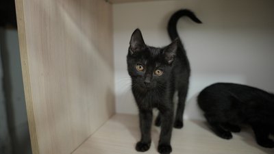 кошеня