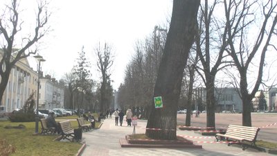 Фахівець з догляду за деревами, Володимир Ветроградський, додатково обстежив ясен і зробив свій висновок, що ясен можна лікувати, а не зрізати. Фахівець з догляду за деревами, Володимир Ветроградський, додатково обстежив ясен і зробив свій висновок, що ясен можна лікувати, а не зрізати.