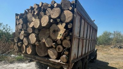 Дерева, незаконна порубка, прокуратура