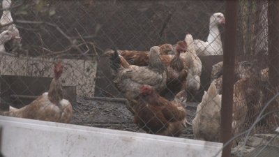 На Дніпропетровщині втричі зросла кількість випадків сказу тварин: як проходить імунізація На Дніпропетровщині втричі зросла кількість випадків сказу тварин: як проходить імунізація