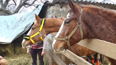 "Деяких дітей не можемо відтягнути від коня". На Донеччині іпотерапією лікують дітей "Деяких дітей не можемо відтягнути від коня". На Донеччині іпотерапією лікують дітей