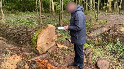 Службова помилка: на Вінниччині вирубали дерева майже на 900 тисяч гривень