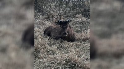 Олень Борис переплив річку та перебуває на болотних угіддях на Рівненщині