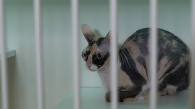 Куди подіти домашнього улюбленця під час відпустки розповів власник кропивницького зооготелю Куди подіти домашнього улюбленця під час відпустки розповів власник кропивницького зооготелю