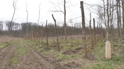 Озеленення території: черкаські лісівники висадили 8 тисяч саджанців дуба Озеленення території: черкаські лісівники висадили 8 тисяч саджанців дуба