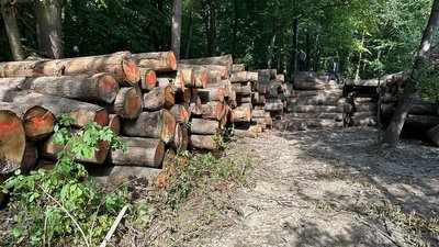 Порубки деревини в Цуманській пущі на Волині