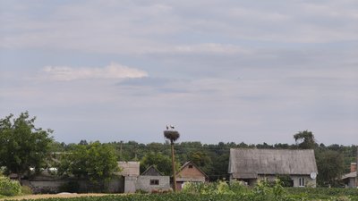 житомир, погода, лелеки