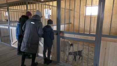 дитинчата кози навонароджені альпійські козенята контактний зоопарк тварини Слов’янськ Донецька область дитинчата кози навонароджені альпійські козенята контактний зоопарк тварини Слов’янськ Донецька область
