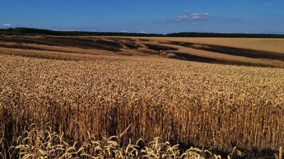 У двох районах Львівській області горіли пшеничні поля