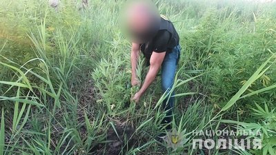 Плантації конопель площею 1,5 тисячі квадратних метрів виявили на Одещині Плантації конопель площею 1,5 тисячі квадратних метрів виявили на Одещині