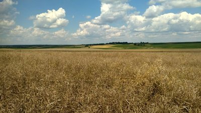 Волинські аграрії просять компенсувати збитки завдані негодою Волинські аграрії просять компенсувати збитки завдані негодою